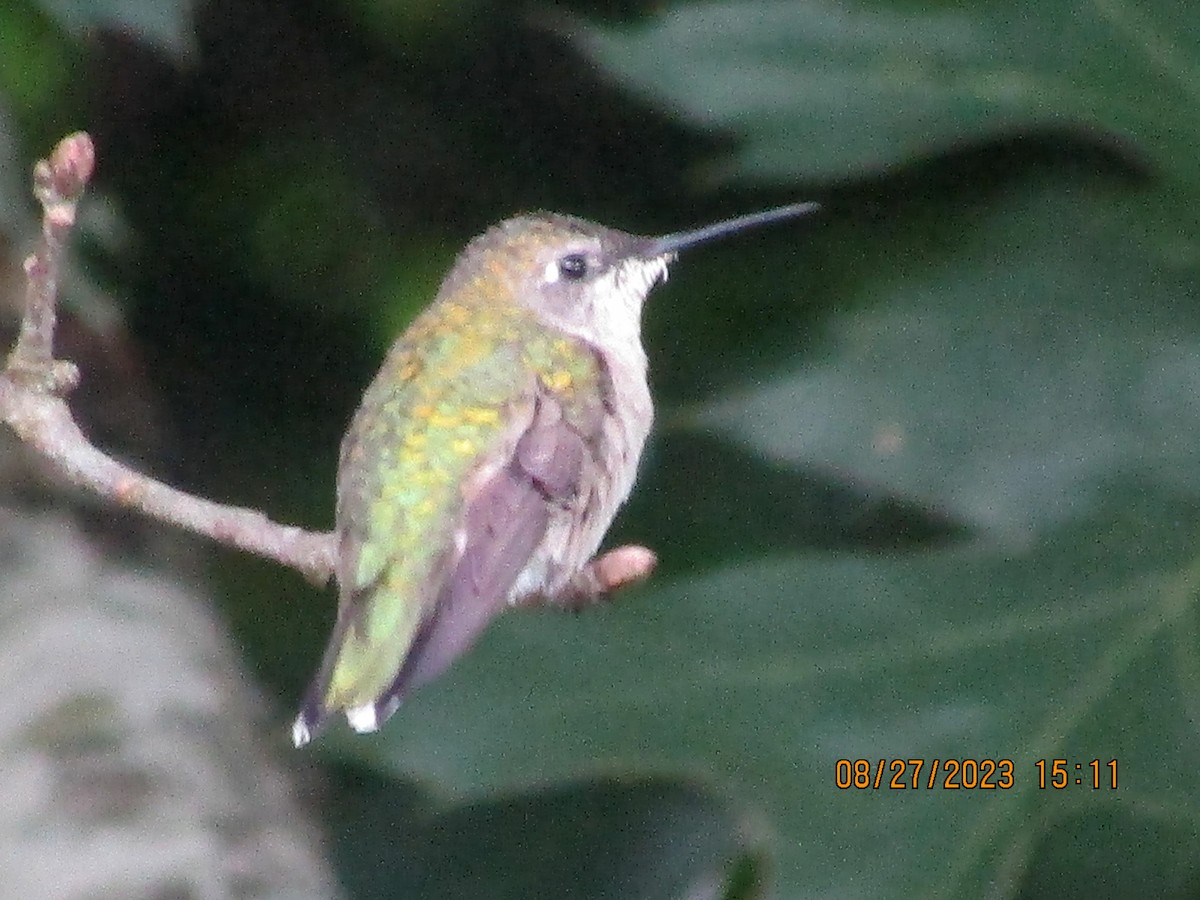 Ruby-throated Hummingbird - ML607731301
