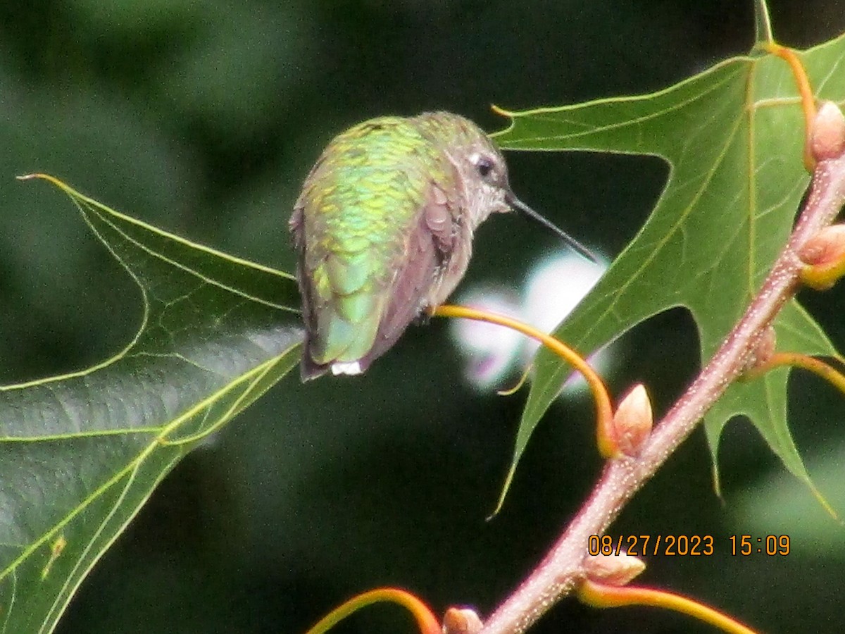 Ruby-throated Hummingbird - ML607731311