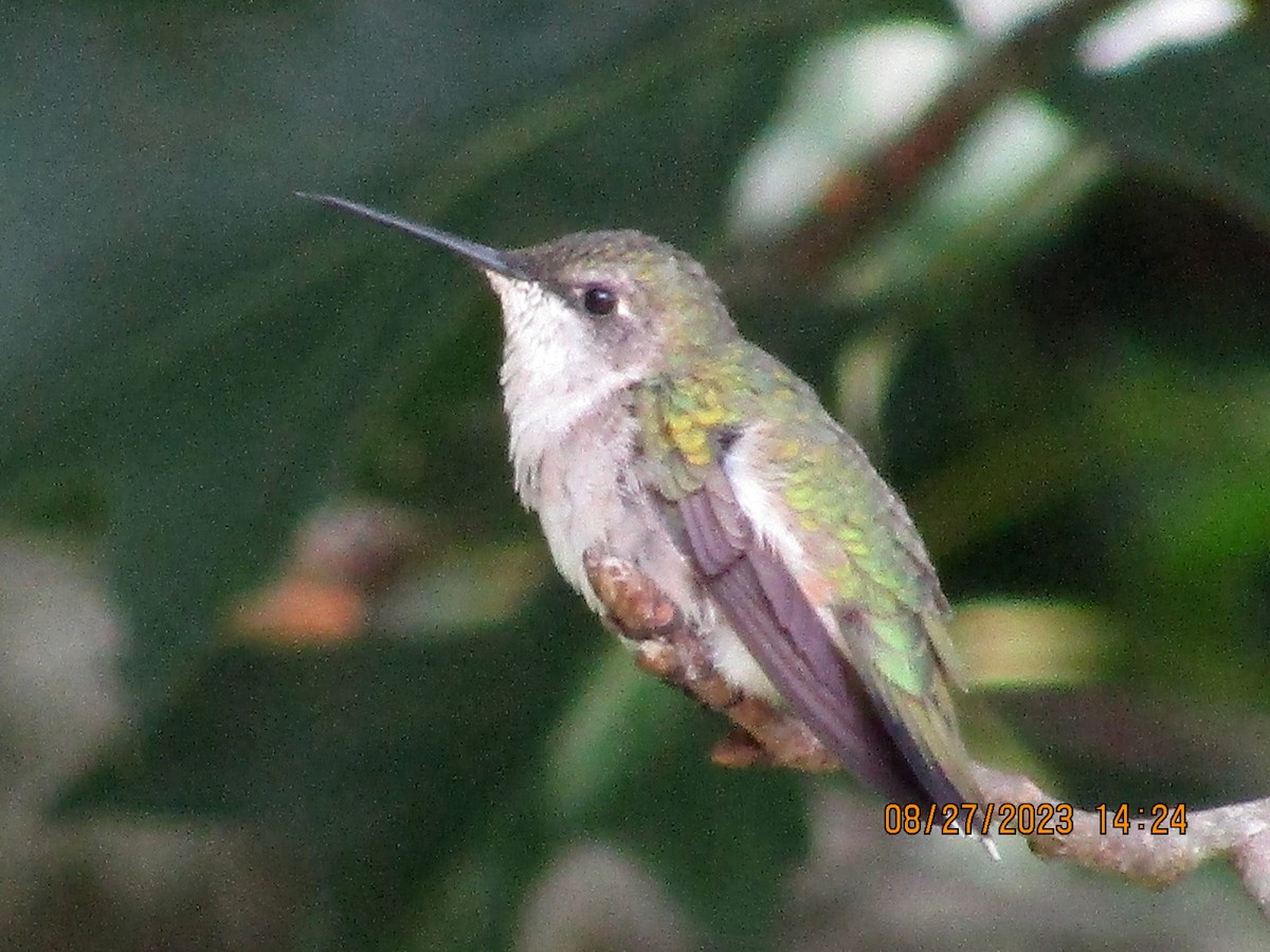 Ruby-throated Hummingbird - ML607731321