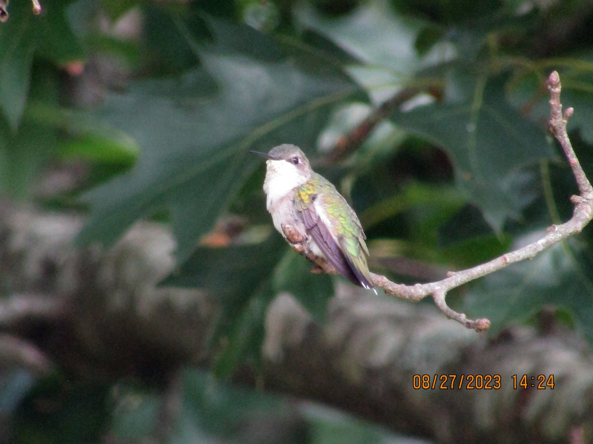 Ruby-throated Hummingbird - ML607731361