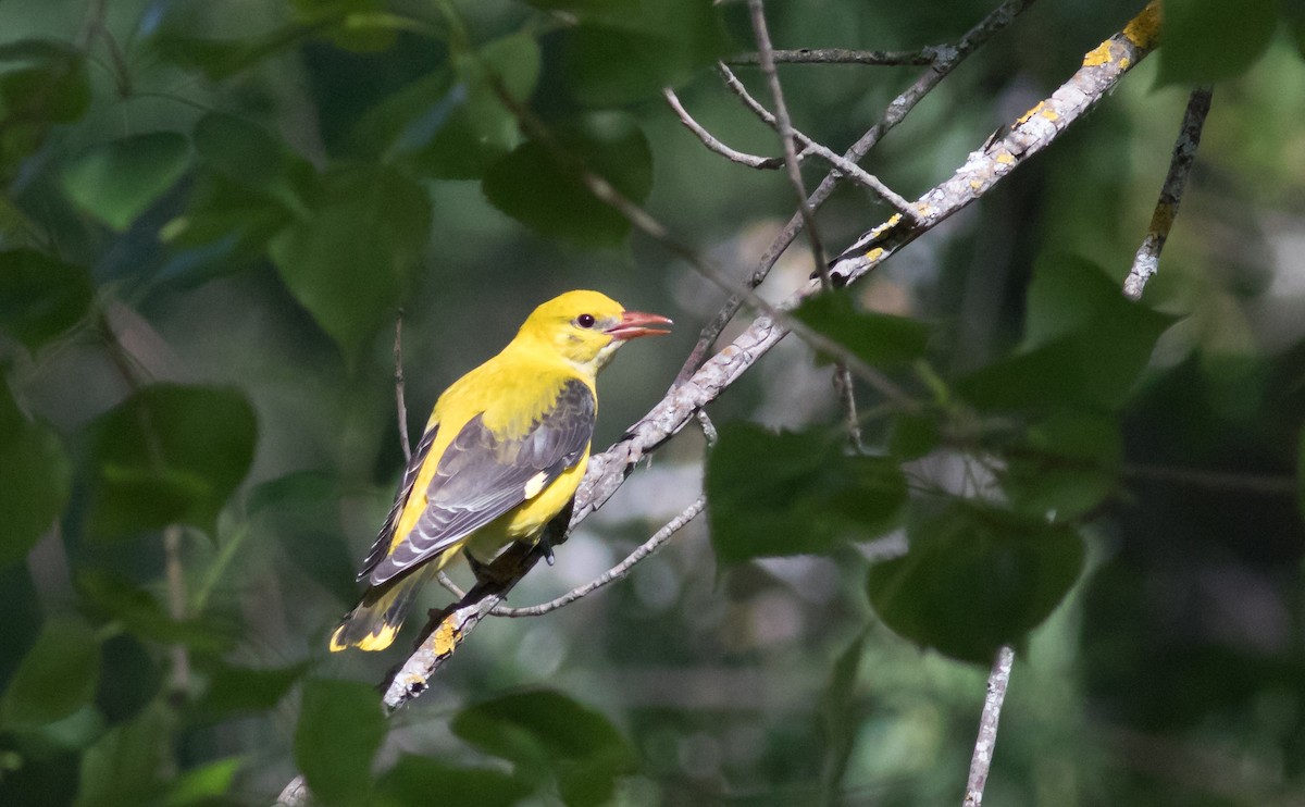 Eurasian Golden Oriole - Oliver Burton