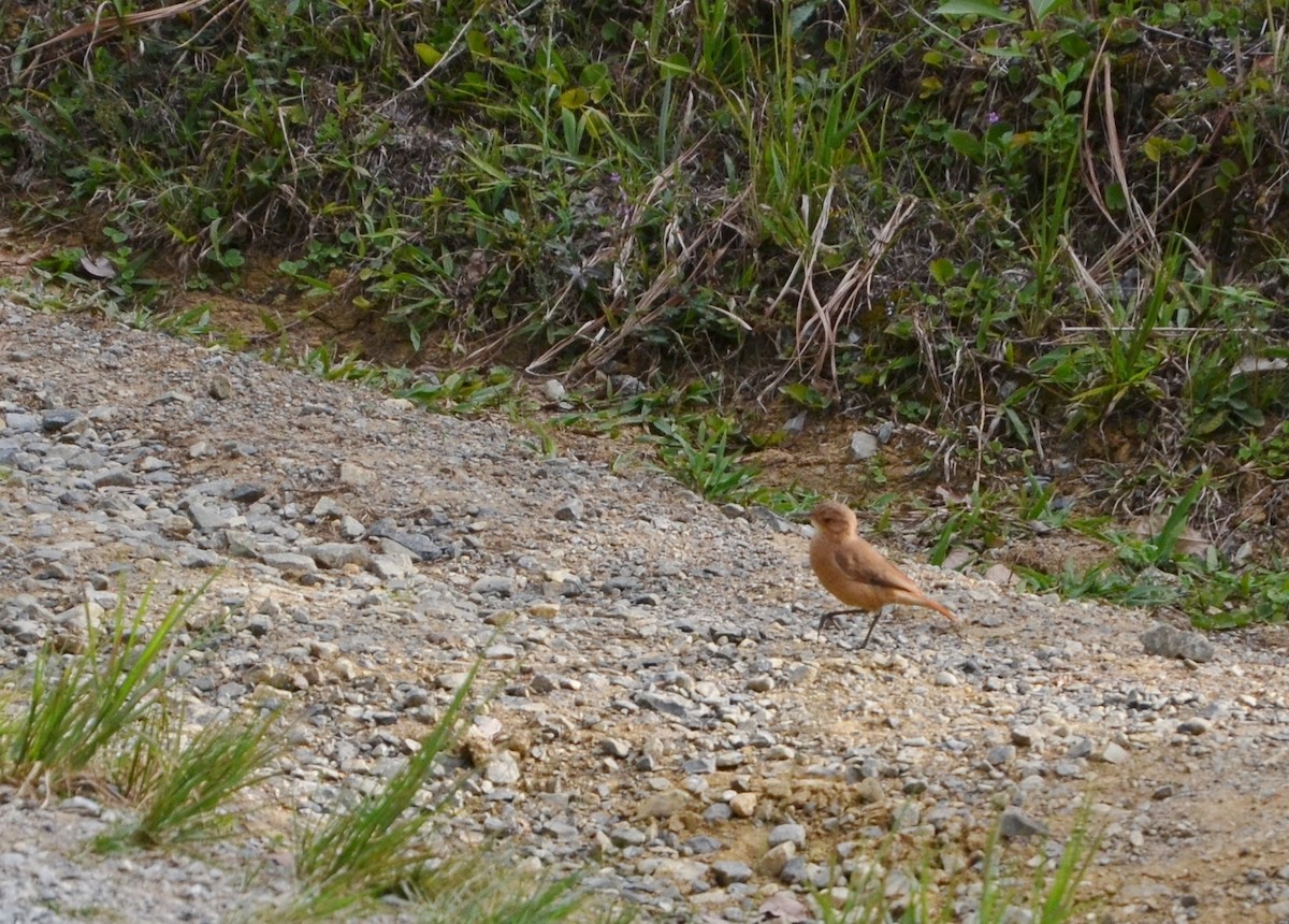 Rufous Hornero - ML607732081