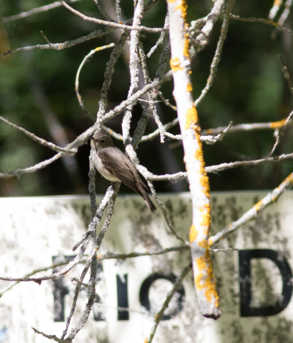 Spotted Flycatcher - ML60773281