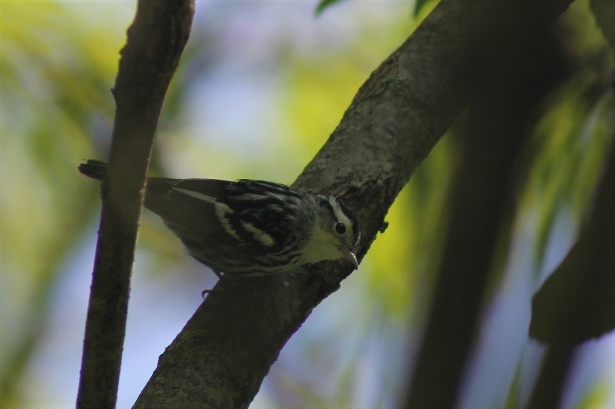 Black-and-white Warbler - ML607733211