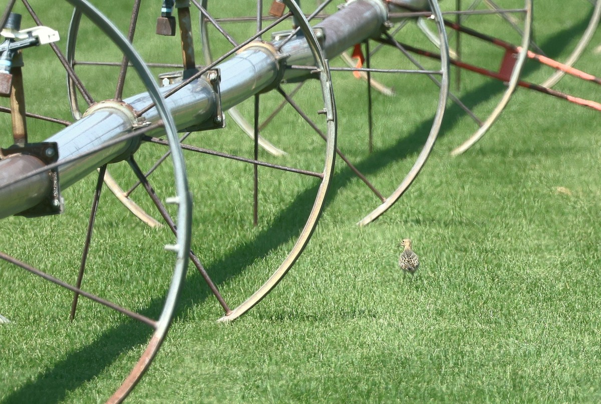 Buff-breasted Sandpiper - Judith Birkel