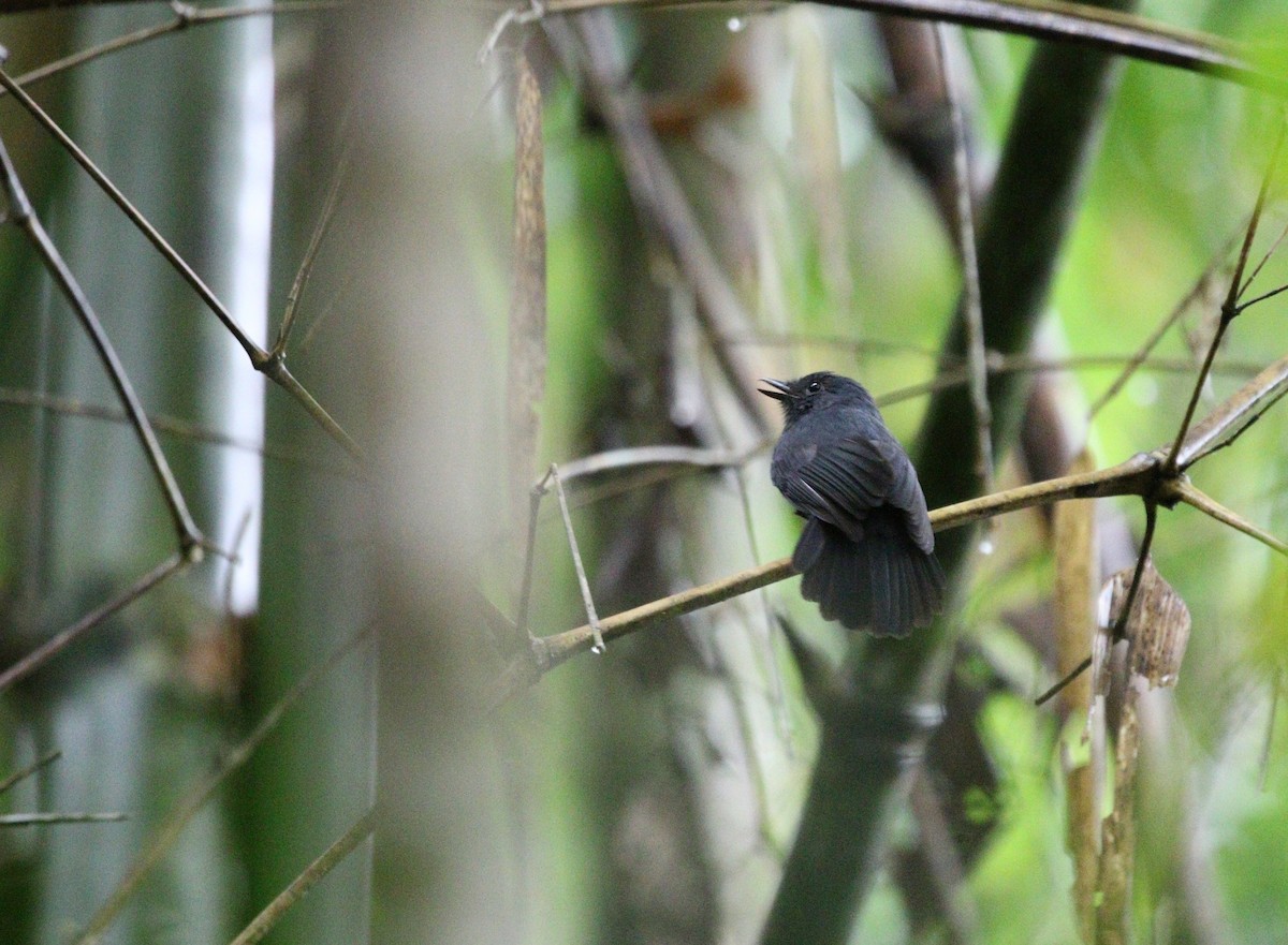 Bluish-slate Antshrike - Richard Greenhalgh