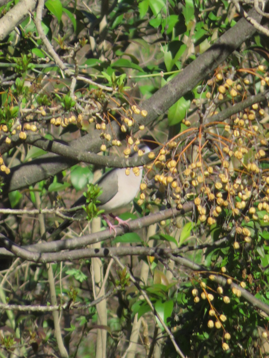 White-tipped Dove - ML607736281