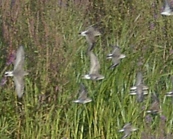 Weißbürzel-Strandläufer - ML607736631