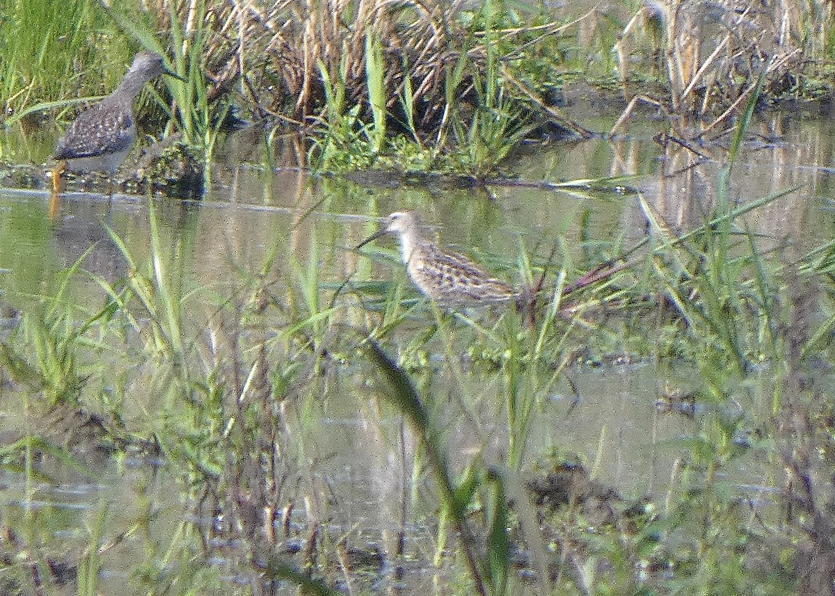 Stilt Sandpiper - ML607736881