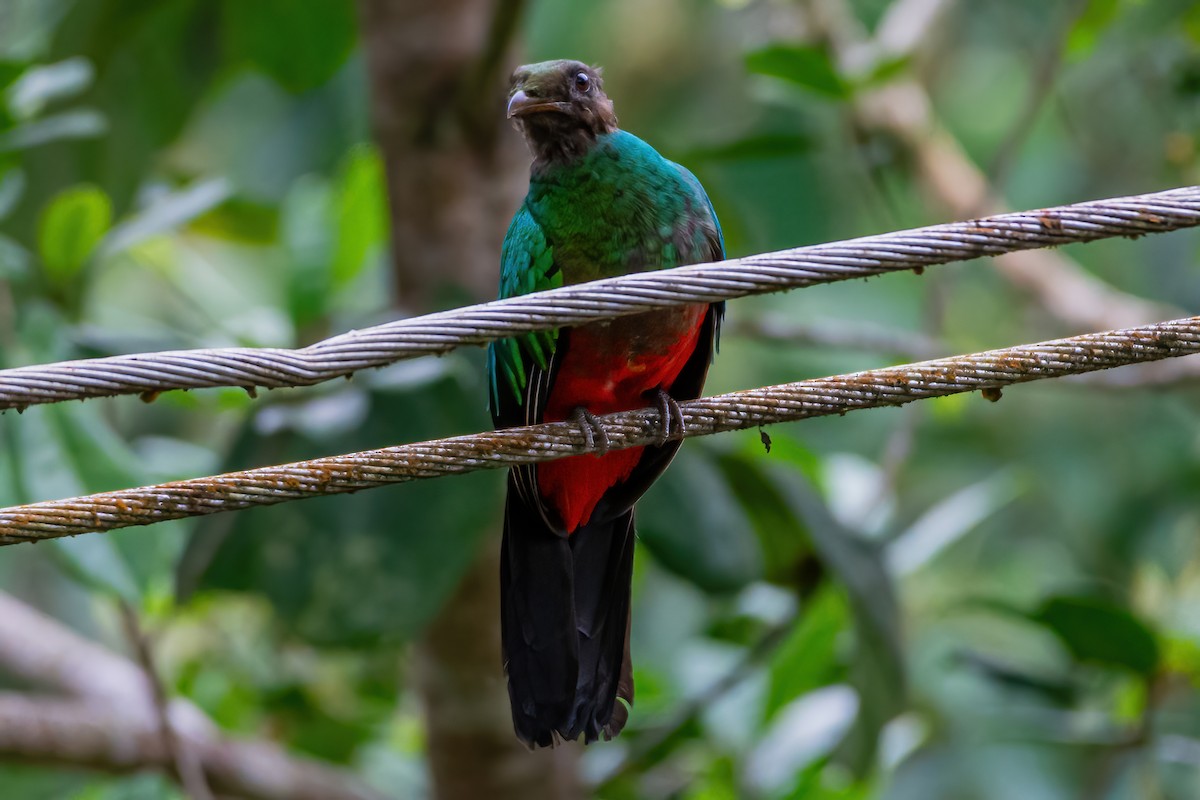 Golden-headed Quetzal - ML607737631