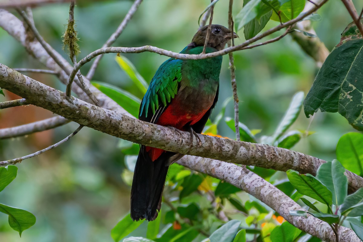 Golden-headed Quetzal - ML607737831