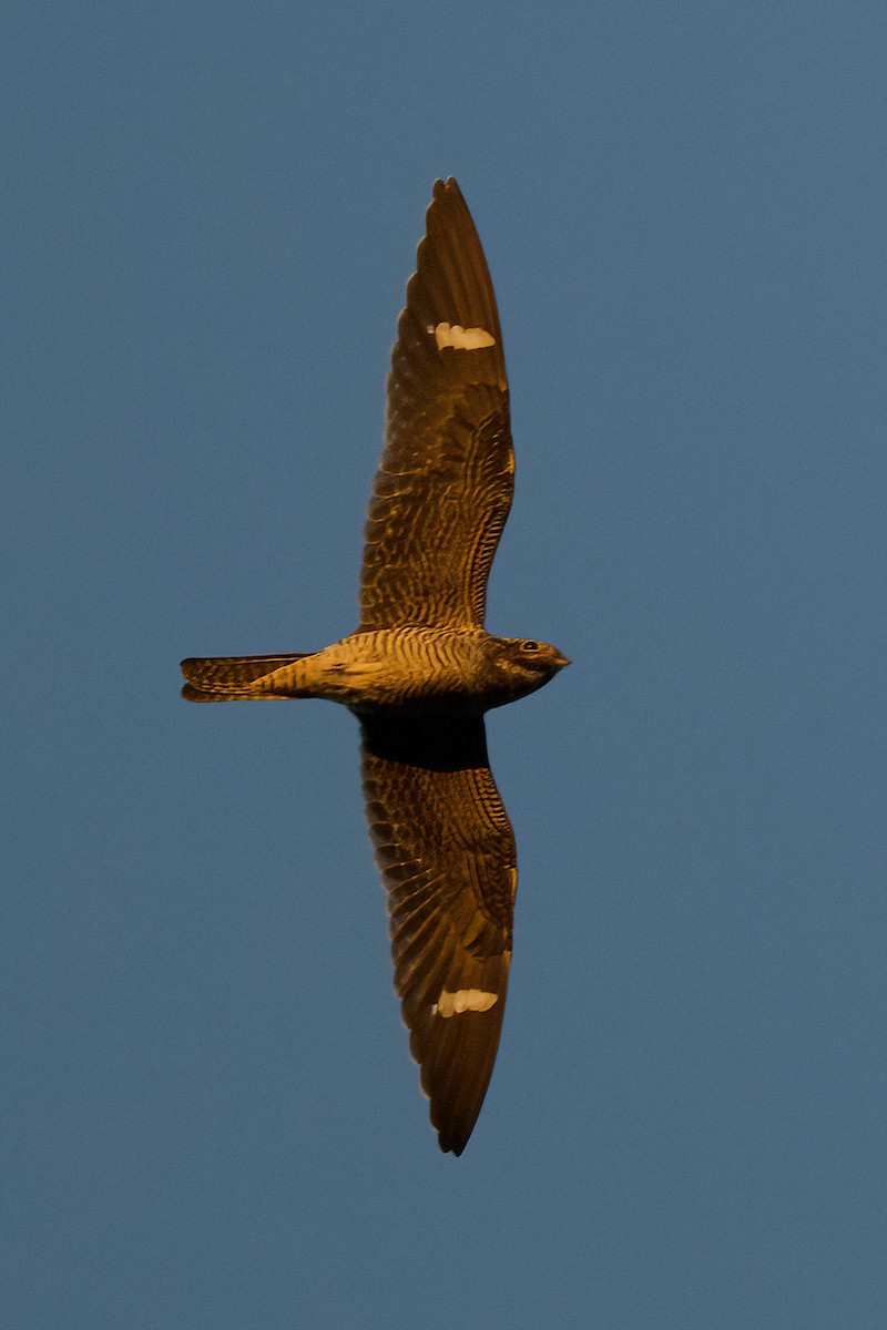 Common Nighthawk - ML607738131