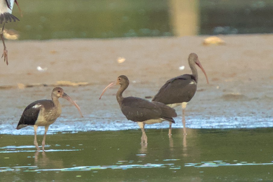 White Ibis - ML607738761