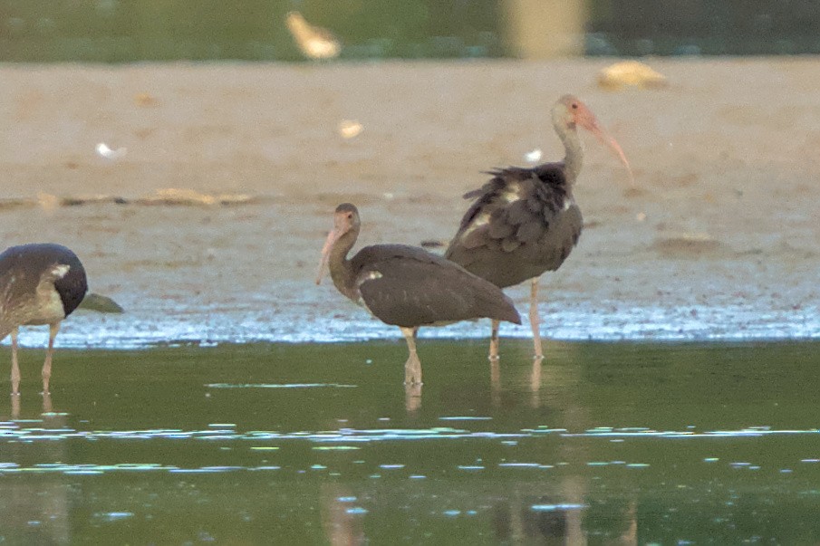 White Ibis - ML607738771