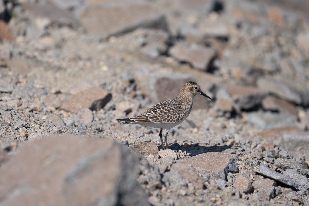 Baird's Sandpiper - ML607738841