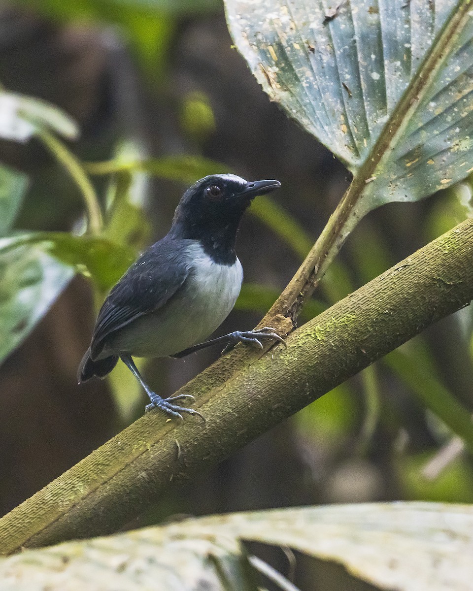 Ash-breasted Antbird - ML607739311