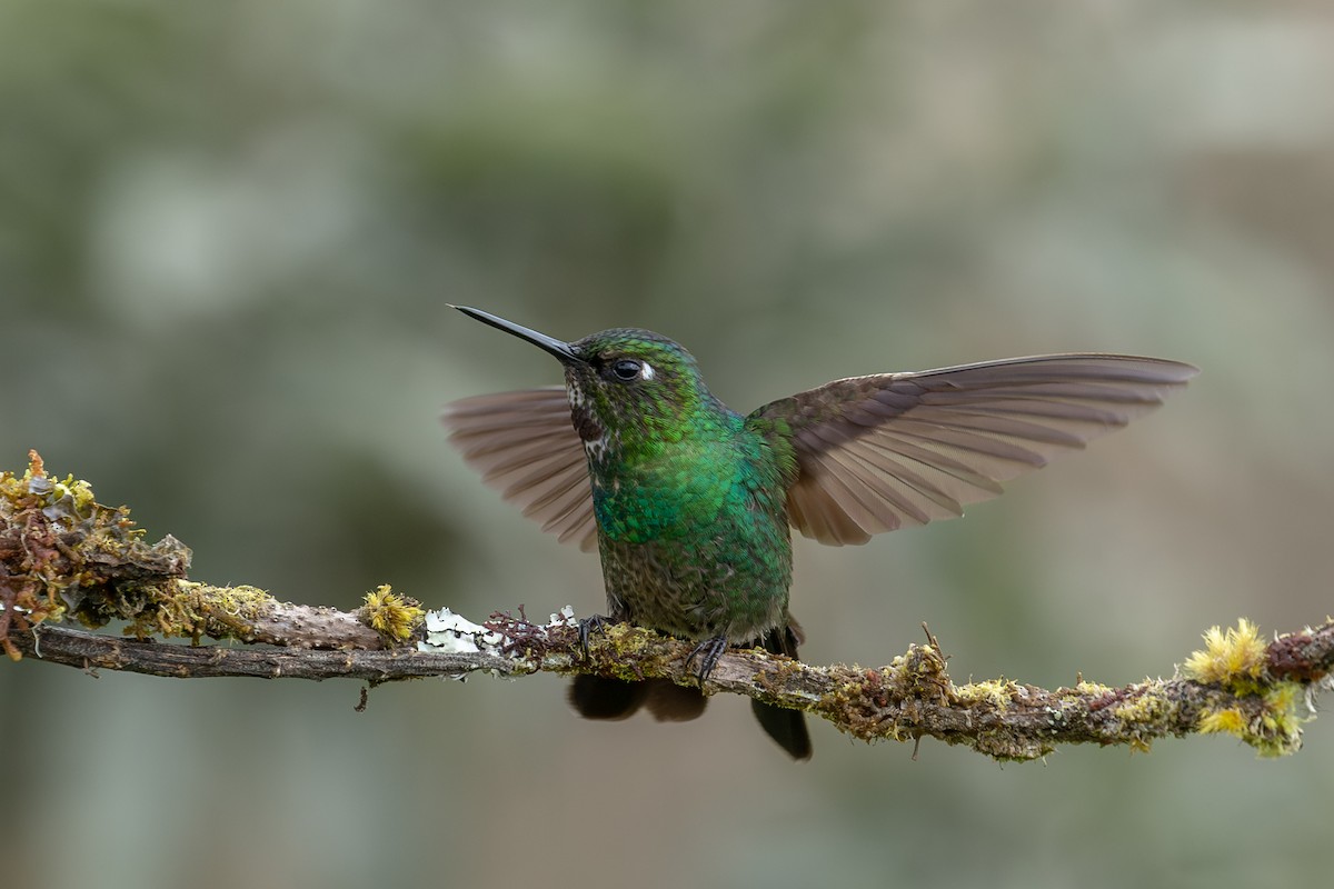 kolibřík turmalinový - ML607741521