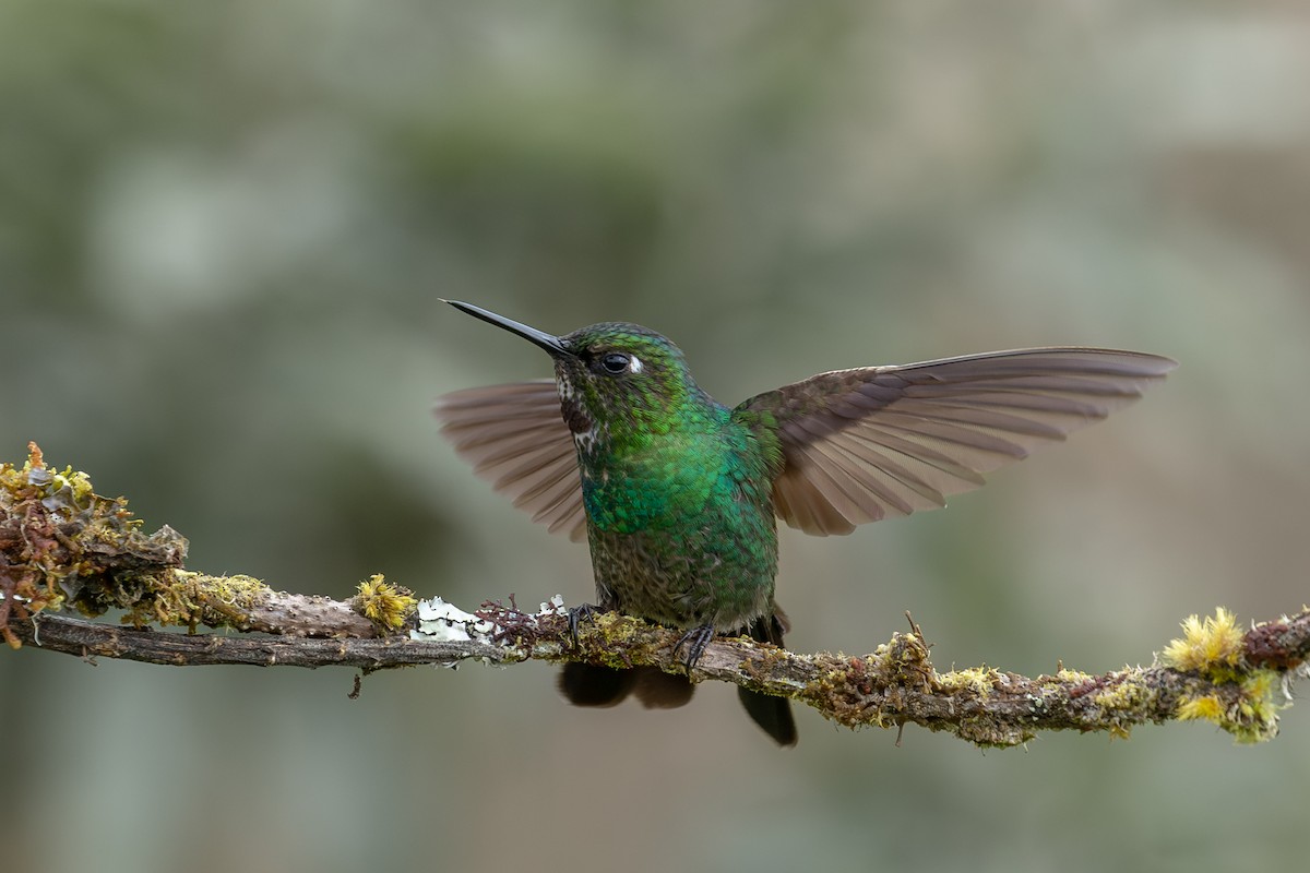 Colibrí Turmalina - ML607741521