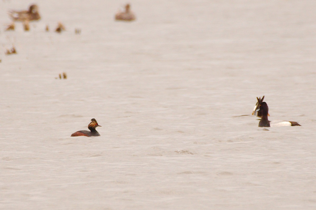 Greater Scaup - ML607742161