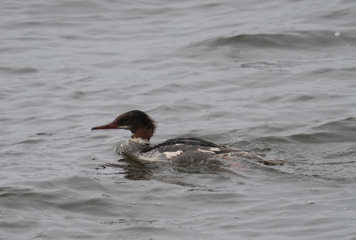 Common Merganser - ML607742171