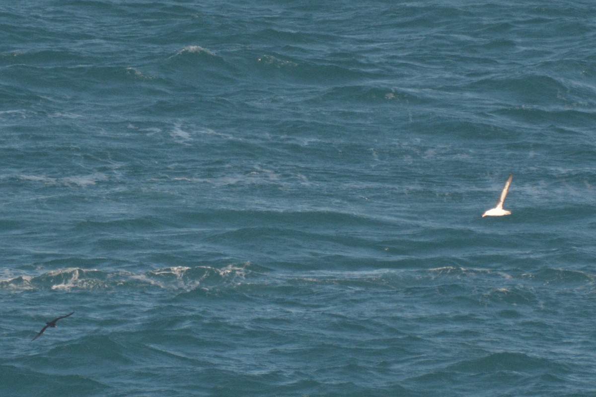 Чернобровый альбатрос (melanophris) - ML60774221