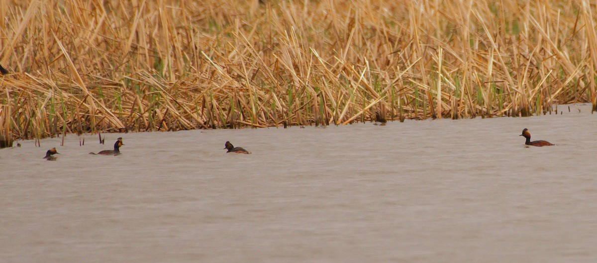 Eared Grebe - Rick Beaudon