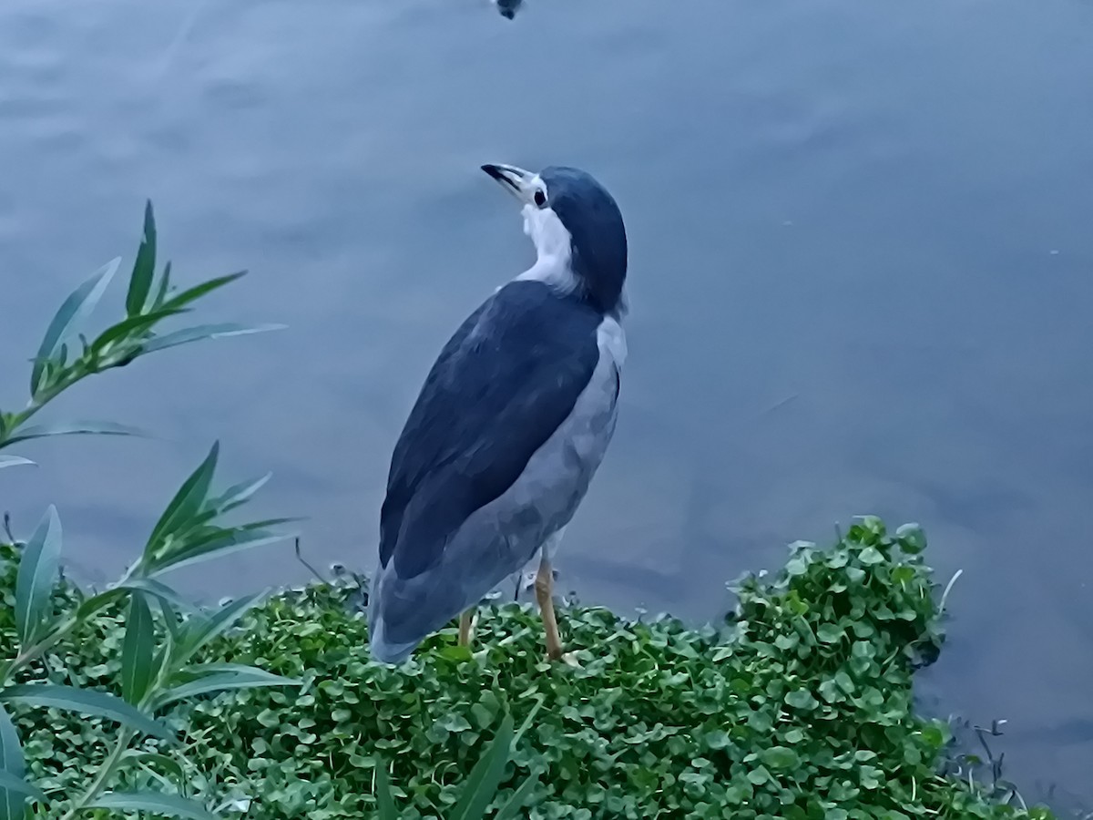 Black-crowned Night Heron - ML607742681