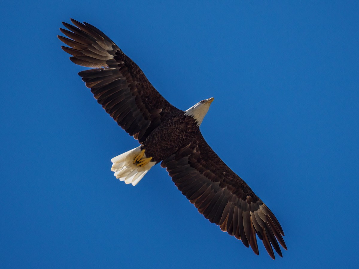 Weißkopf-Seeadler - ML607742691