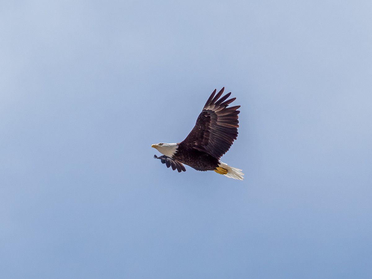 Weißkopf-Seeadler - ML607742761