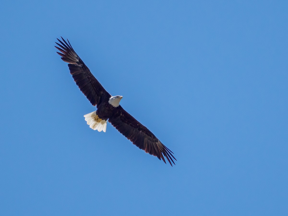 Weißkopf-Seeadler - ML607742771