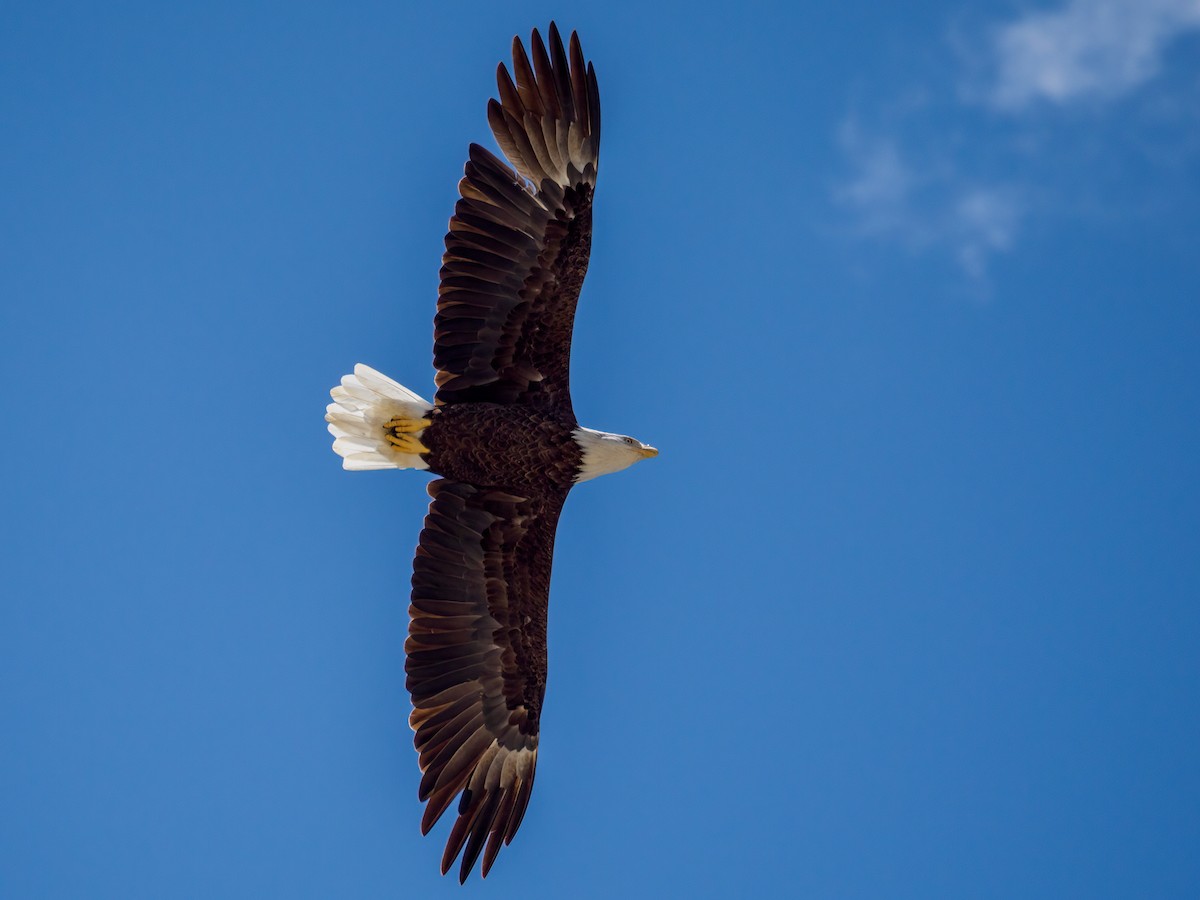 Weißkopf-Seeadler - ML607742781