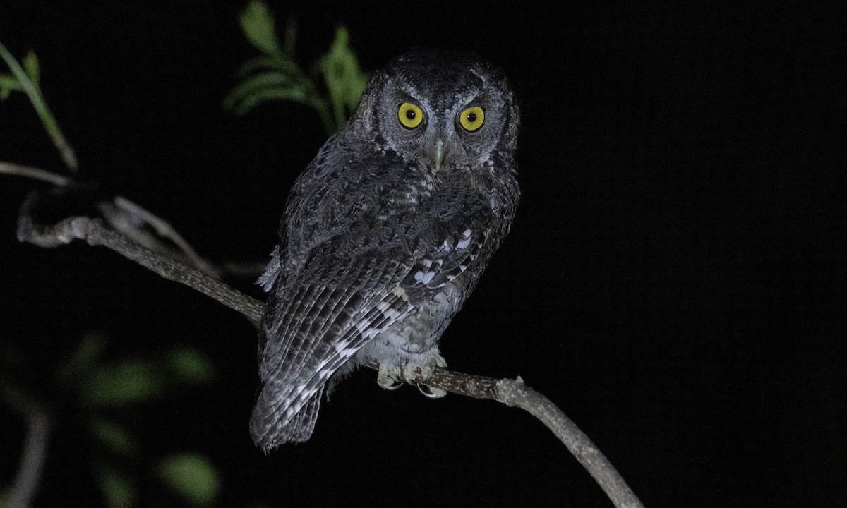 Koepcke's Screech-Owl (Apurimac) - Ben Loehnen