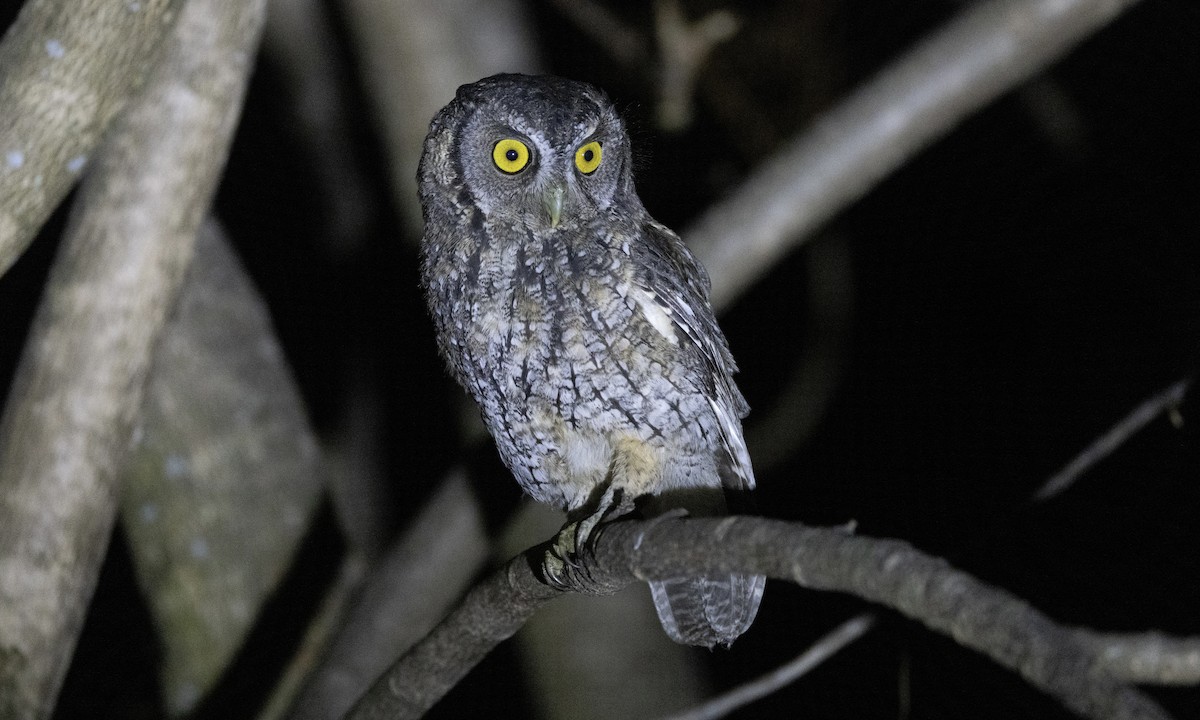 Koepcke's Screech-Owl (Apurimac) - Ben Loehnen