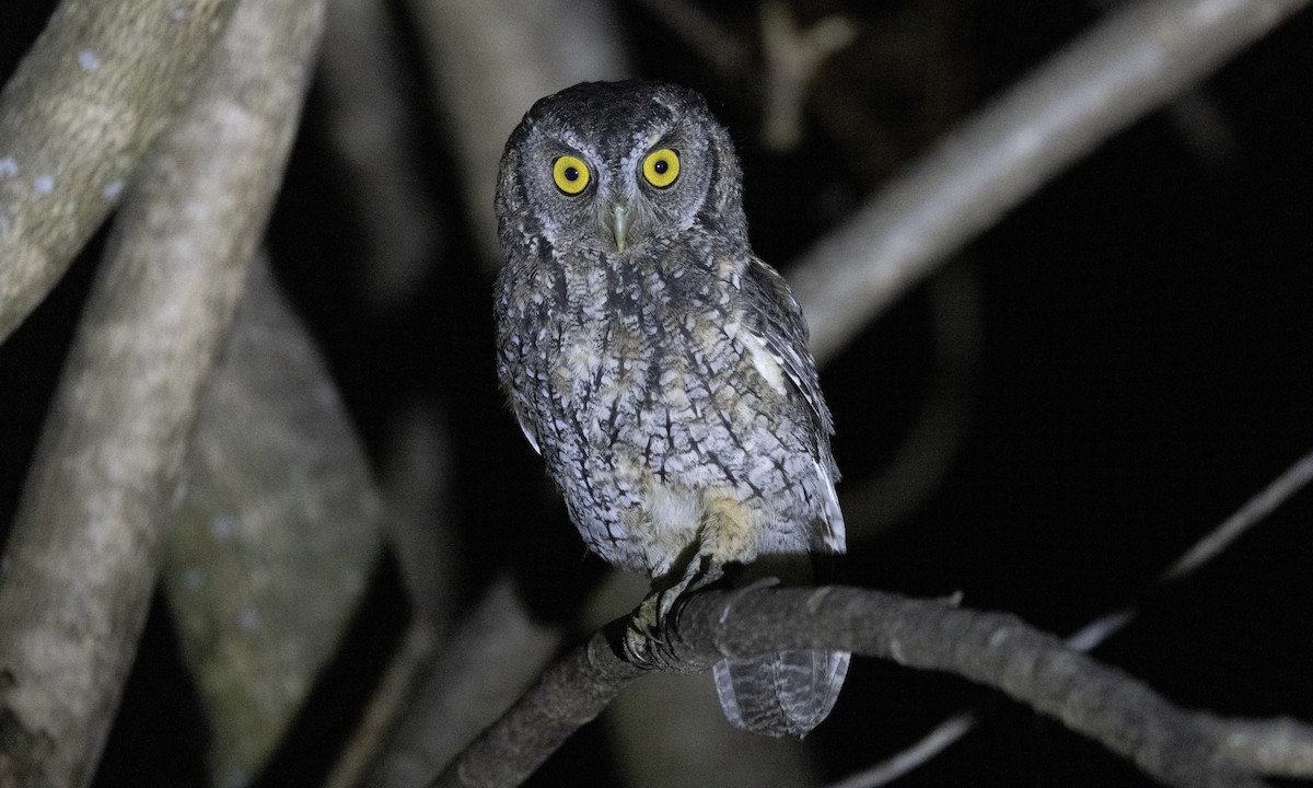 Koepcke's Screech-Owl (Apurimac) - Ben Loehnen