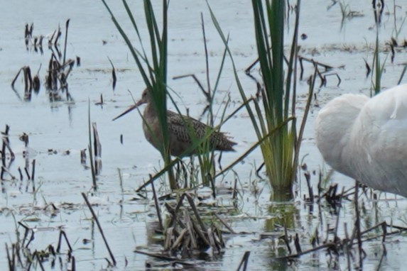 Marbled Godwit - ML607743671