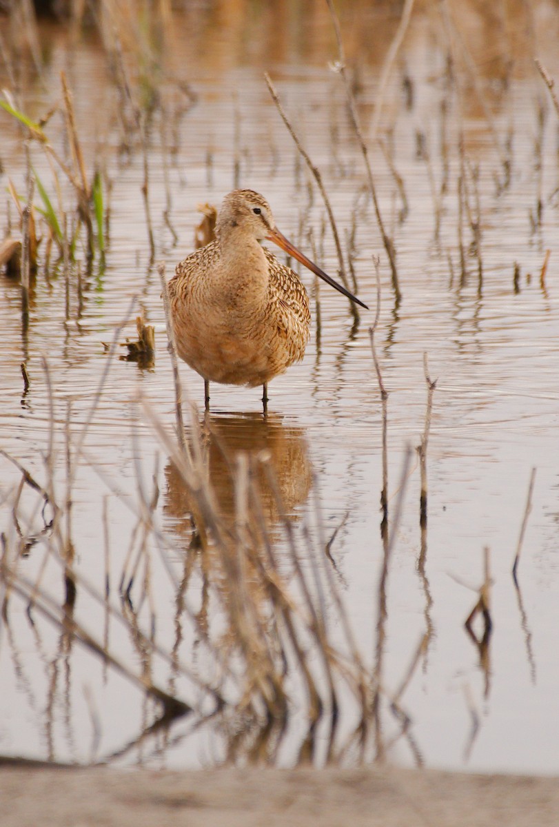 Marbled Godwit - Rick Beaudon