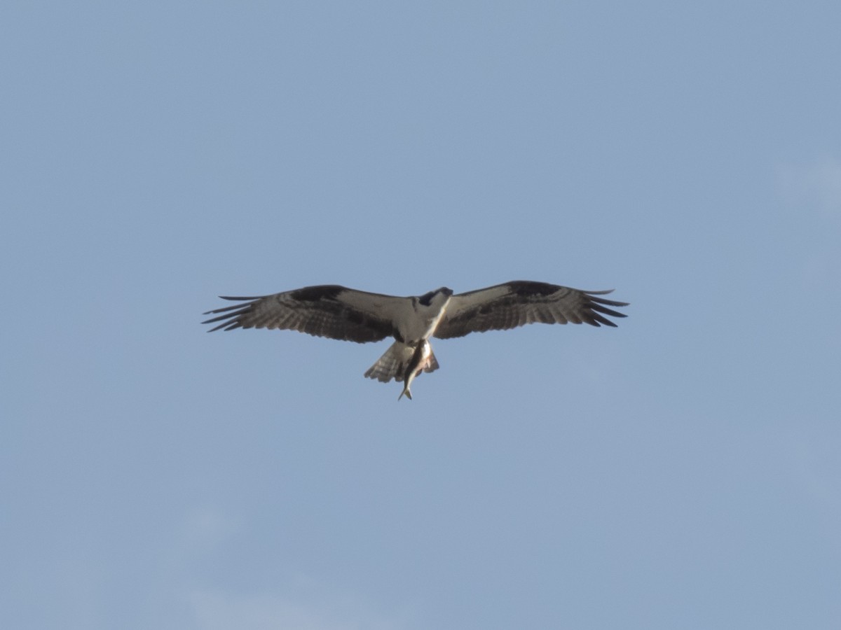 fiskeørn - ML607744351