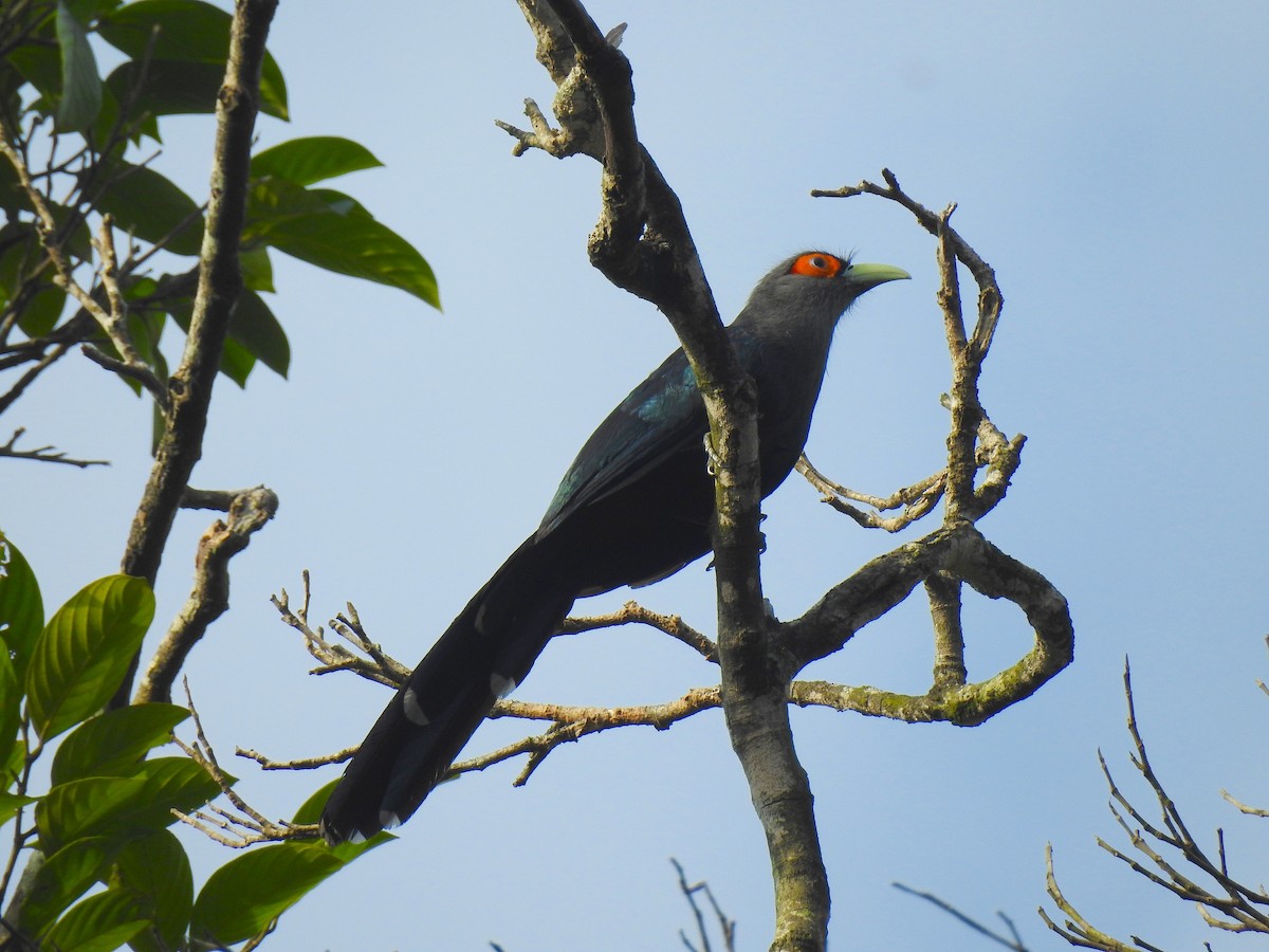 Black-bellied Malkoha - Tuck Hong Tang