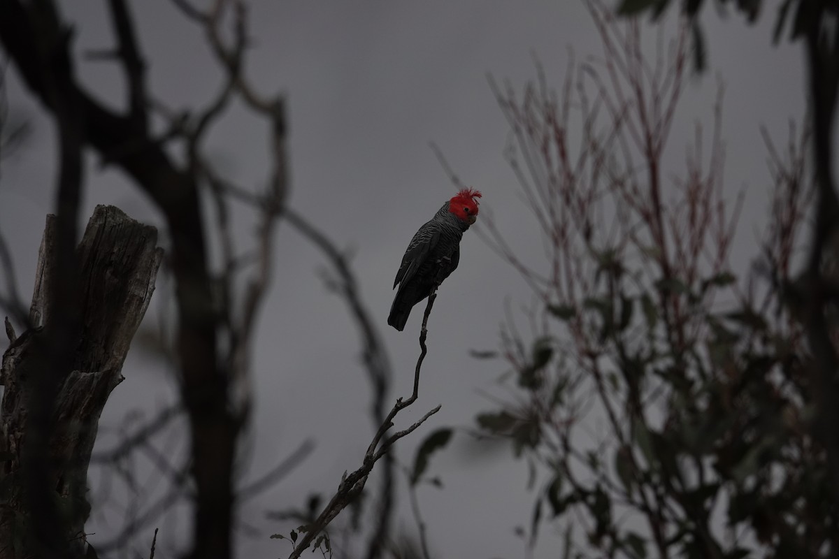 Gang-gang Cockatoo - ML607746151