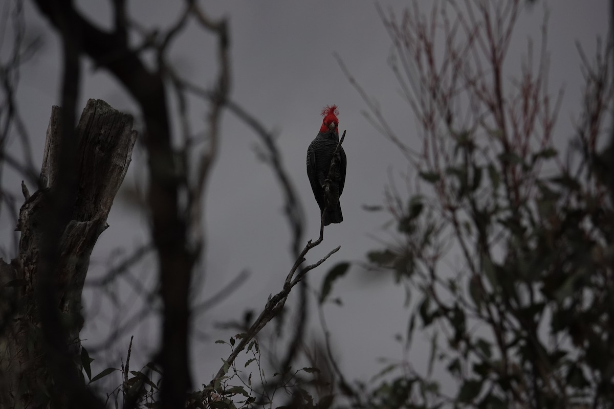 Gang-gang Cockatoo - ML607746161