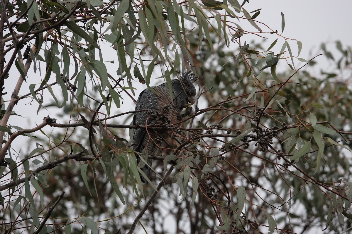 Gang-gang Cockatoo - ML607746171