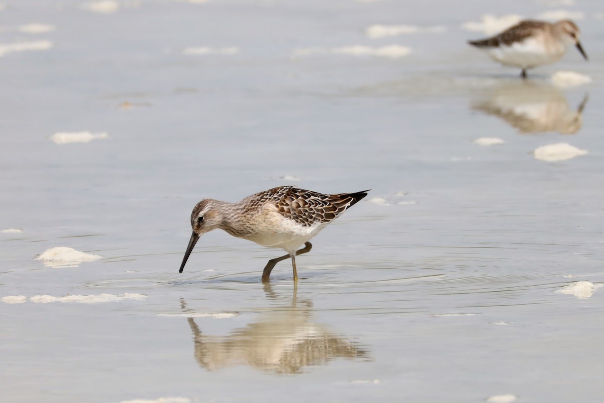 Stilt Sandpiper - ML607747291