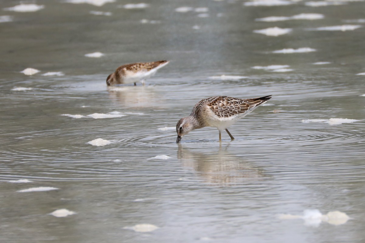 Stilt Sandpiper - ML607747301