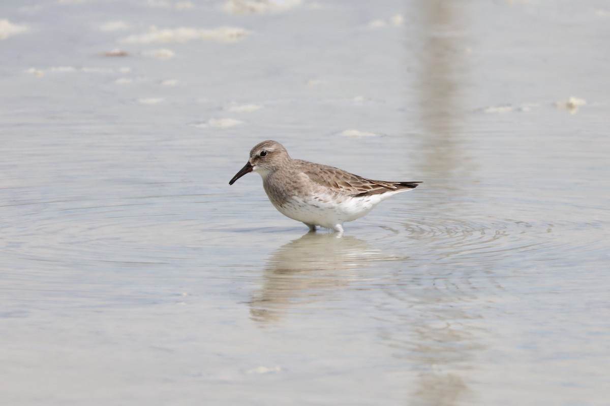 White-rumped Sandpiper - ML607747441