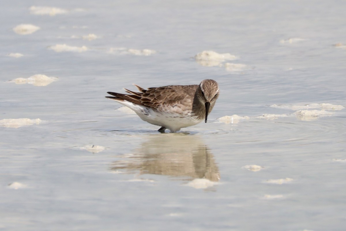 White-rumped Sandpiper - Gina Foster