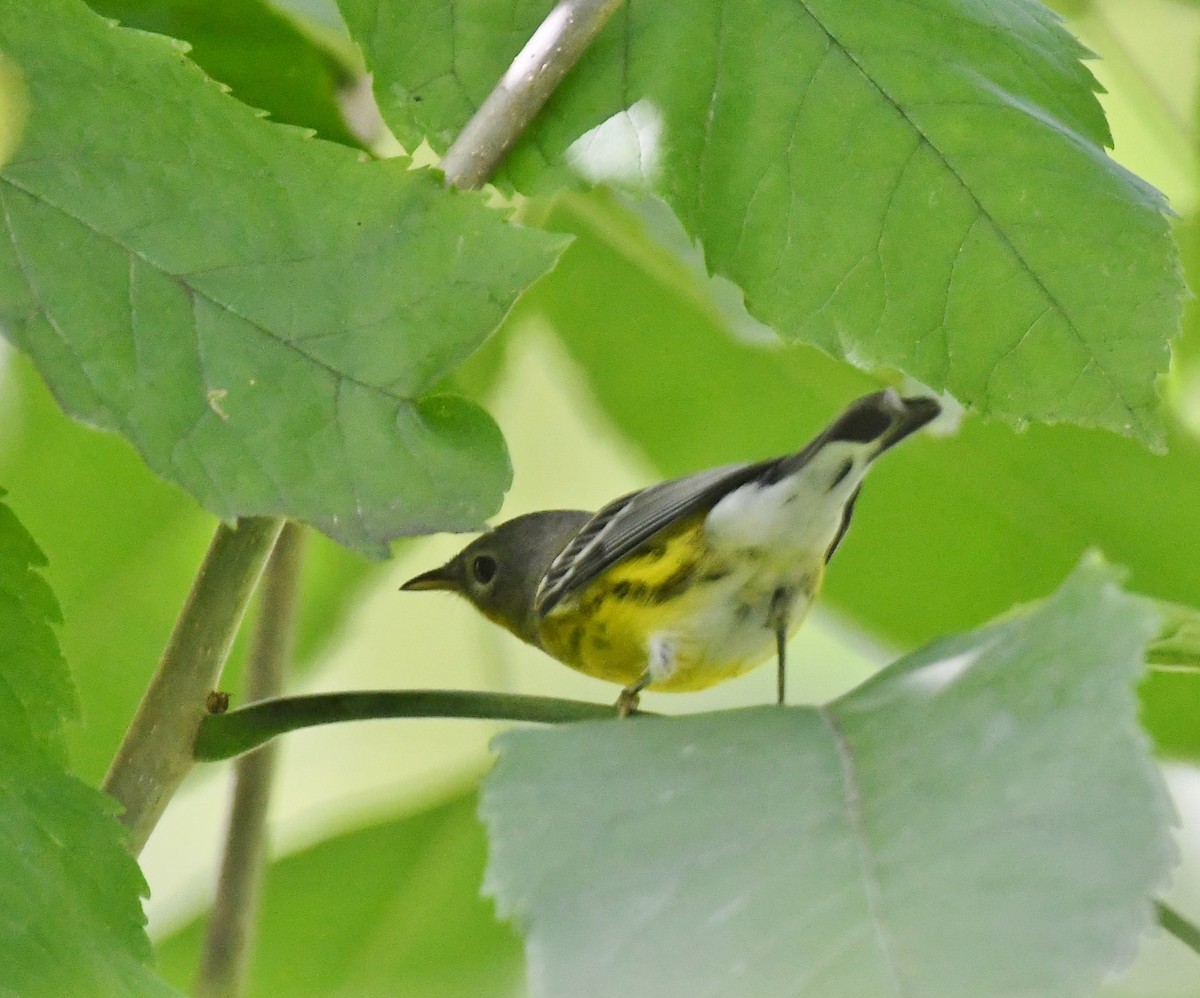 Magnolia Warbler - ML607749401