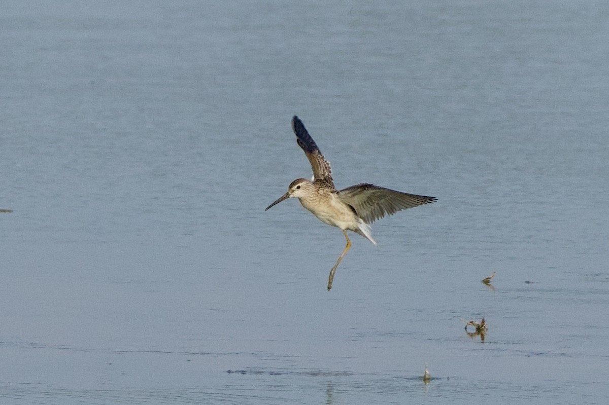 Stilt Sandpiper - ML607749451