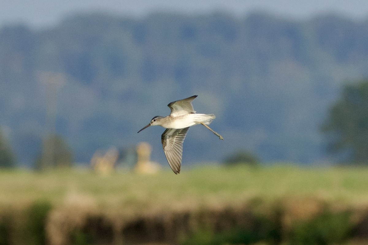 Stilt Sandpiper - Benjamin Dillard