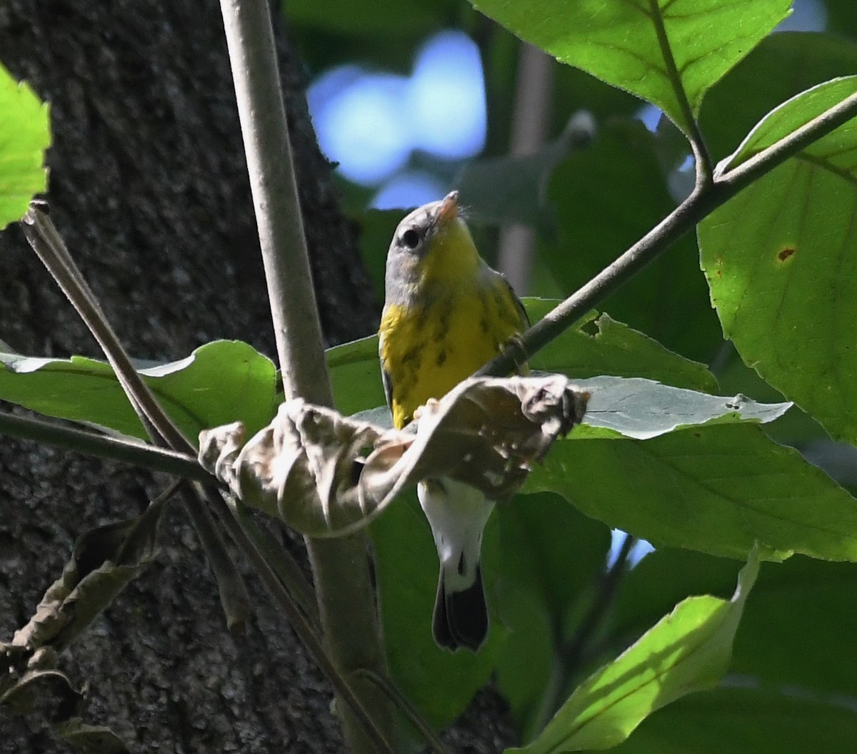 Magnolia Warbler - ML607749491