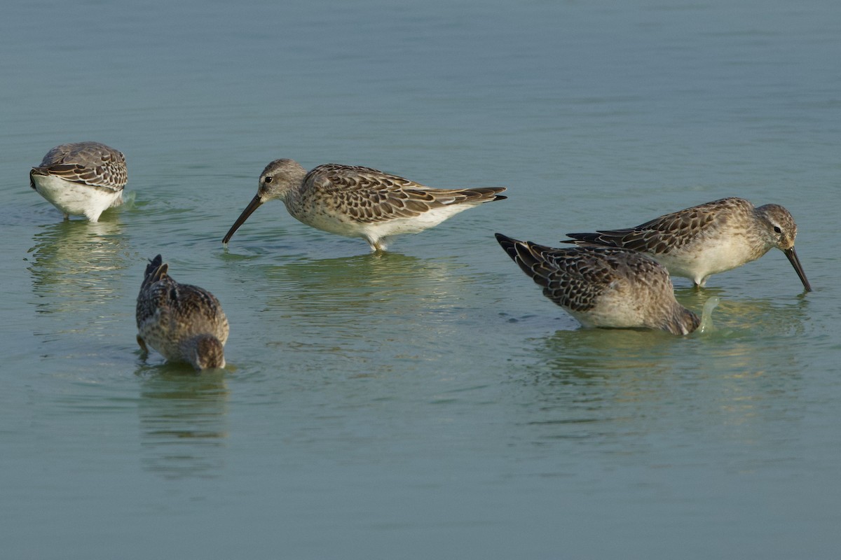 Stilt Sandpiper - ML607749521